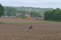 Drôle d'oiseau Monique F